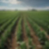 An overview of corn fields under blue skies