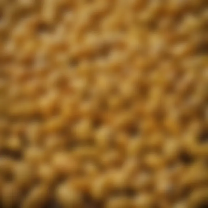 A close-up of corn kernels showcasing their quality